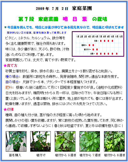 2009年7月2日 家庭菜園
第7段　家庭菜園　明日葉の栽培
＊今日葉を摘んでも、明日には葉が伸びて来る程元気なので、明日葉と呼ばれてます
開ききらない芯の若葉、若芽を摘み取って使用します
ビタミン、ミネラル、カルシュウム、鉄分等を多く含む健康野菜で、強壮作用もあります。
味には、多少癖があり、天ぷら、酢の物、汁物油いためなどに料理して食します。
家庭菜園としては、丈夫で、育てやすい野菜です。
★育て方
砂質土壌を好む、保水、排水の良い土、腐葉土を2～3割り混ぜると尚良い。
種の場合：　数箇所に数粒を点蒔きし、発芽後随時、間引きし適当な本数を残す。
苗の場合：　尺鉢で3～5本、プランターで5本程度植えつけます。
肥料：根着いた後に追肥として月に1回程度少量施すのが良。（油粕や化成肥料）
日光を好みますが、梅雨明けから9月一杯は、日除けの下か、午後日陰になる所に
置くと良いでしょう。冬場は暖かい所に置き、地上部が枯れても、春には芽が出ます。
乾燥を嫌いますが、過湿は禁物、排水にはくれぐれも気をつけてください。
★収穫
種蒔、苗の植え付け後、茎が指の太さ程度に育った頃から始めます。
展開しかけの若い葉を収穫しますが、常に数枚の成熟した葉を残しておき、同じ株から連続して
収穫しすぎないように！春と秋は旺盛ですが、夏と冬は収穫を控え目に！

苗を購入 植付け 植付から5週目 植付から7週目 植付から8週目